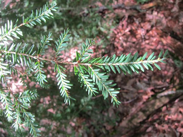 Purgatory Chasm Photos photo