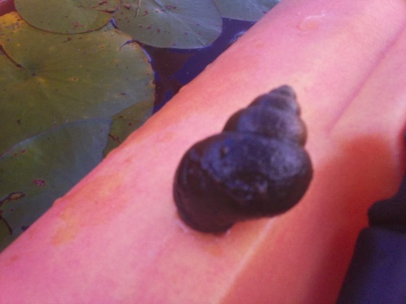 Kayaking Hopedale Pond Hopedale MA photo