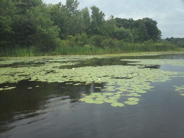 Kayaking Stump Pond / Mill Pond Westboro MA photo