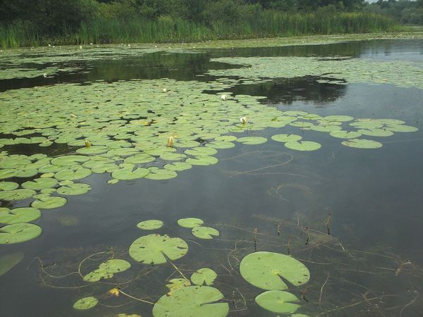 Kayaking Stump Pond / Mill Pond Westboro MA photo