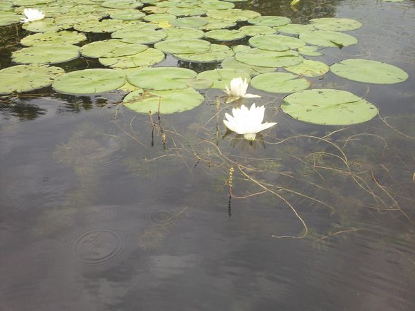 Kayaking Stump Pond / Mill Pond Westboro MA photo