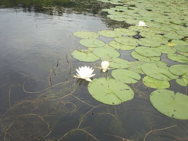 Kayaking Stump Pond / Mill Pond Westboro MA photo