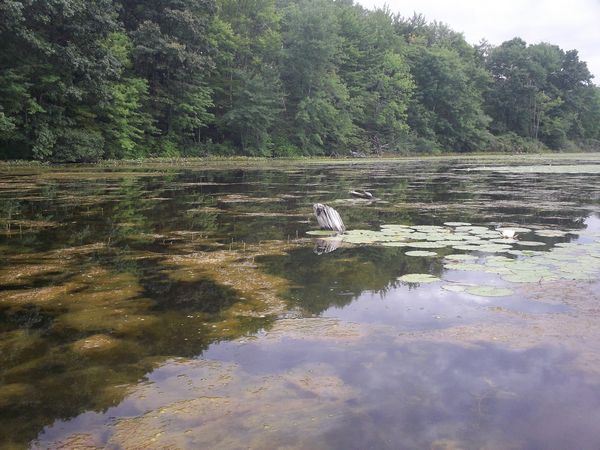 Kayaking Stump Pond / Mill Pond Westboro MA photo