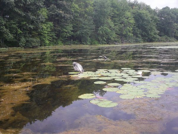 Kayaking Stump Pond / Mill Pond Westboro MA photo