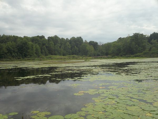 Kayaking Stump Pond / Mill Pond Westboro MA photo
