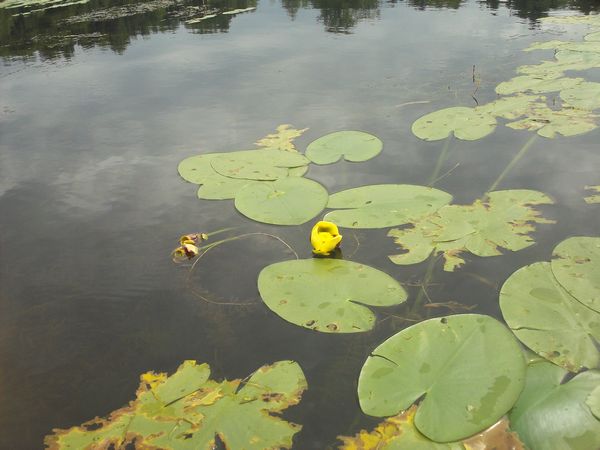Kayaking Stump Pond / Mill Pond Westboro MA photo