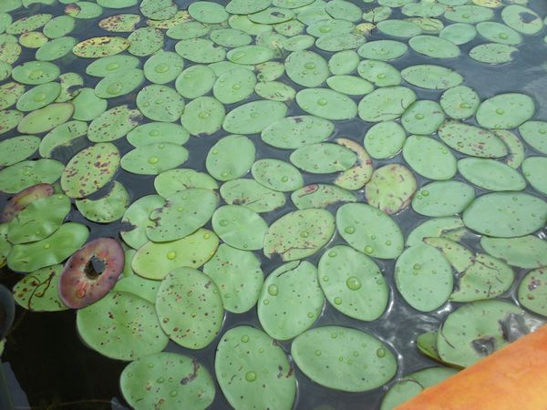 Kayaking Stump Pond / Mill Pond Westboro MA photo