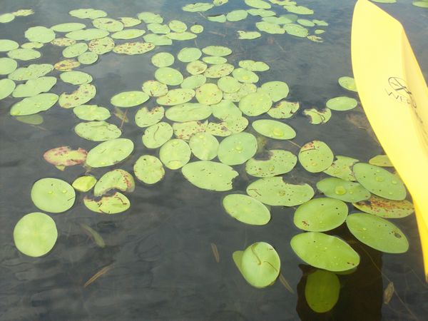 Kayaking Stump Pond / Mill Pond Westboro MA photo