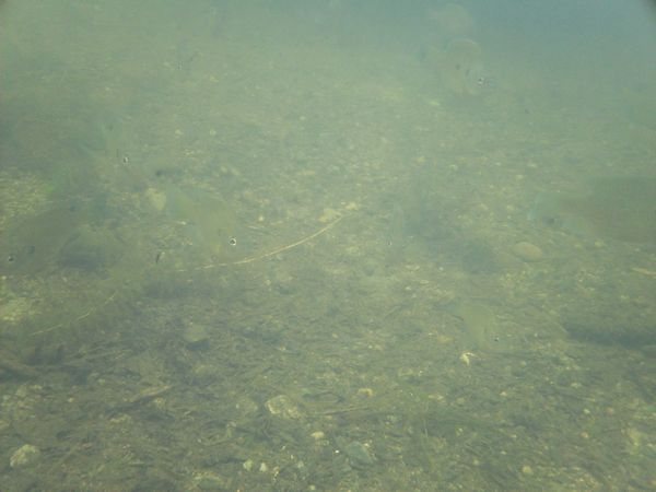 Kayaking Stump Pond / Mill Pond Westboro MA photo