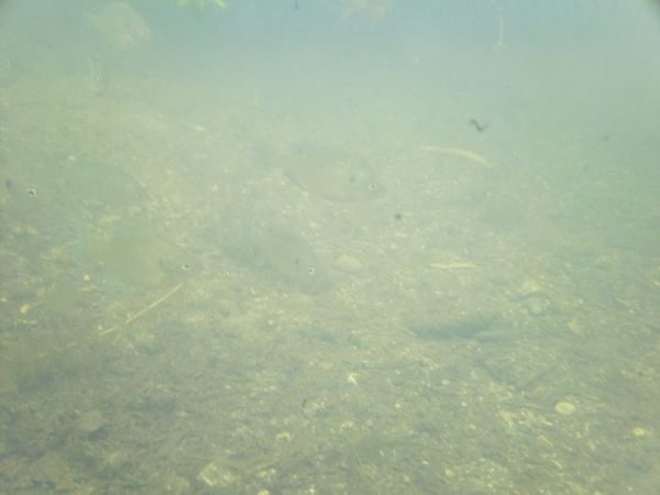 Kayaking Stump Pond / Mill Pond Westboro MA photo