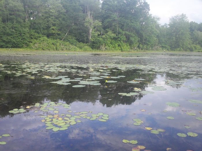 Kayaking Stump Pond Westborough MA photo