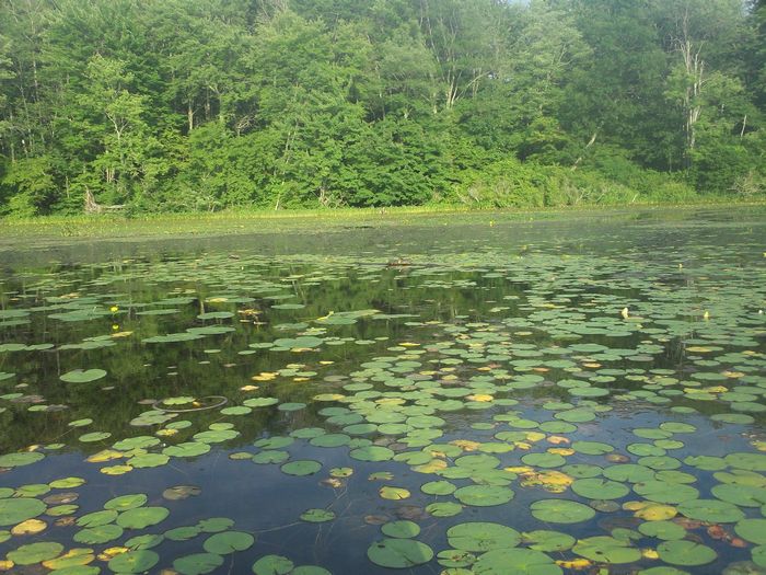 Kayaking Stump Pond Westborough MA photo