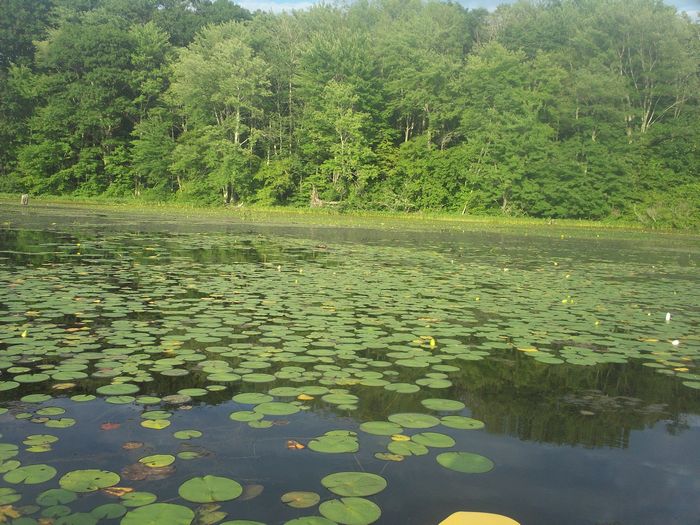 Kayaking Stump Pond Westborough MA photo