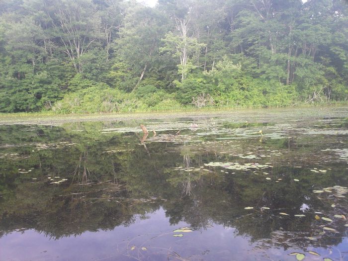Kayaking Stump Pond Westborough MA photo