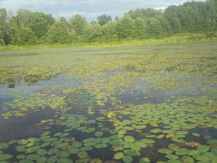 Kayaking Stump Pond Westborough MA photo