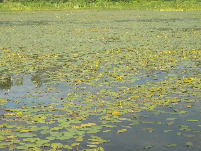 Kayaking Stump Pond Westborough MA photo