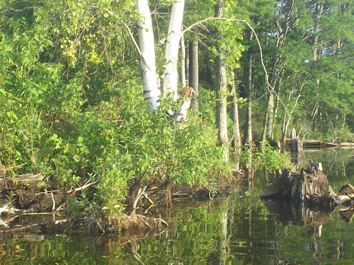 Kayaking Stump Pond Westborough MA photo