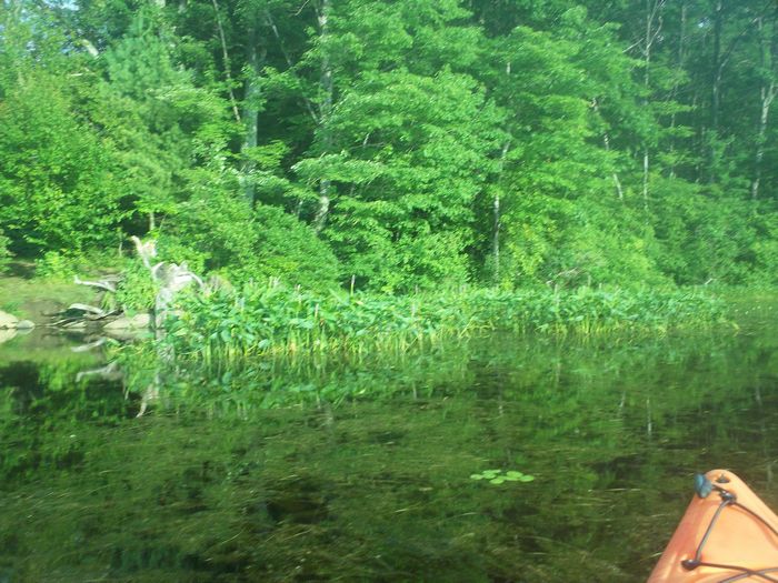 Kayaking Stump Pond Westborough MA photo