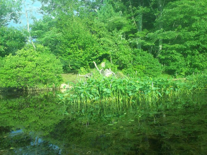 Kayaking Stump Pond Westborough MA photo